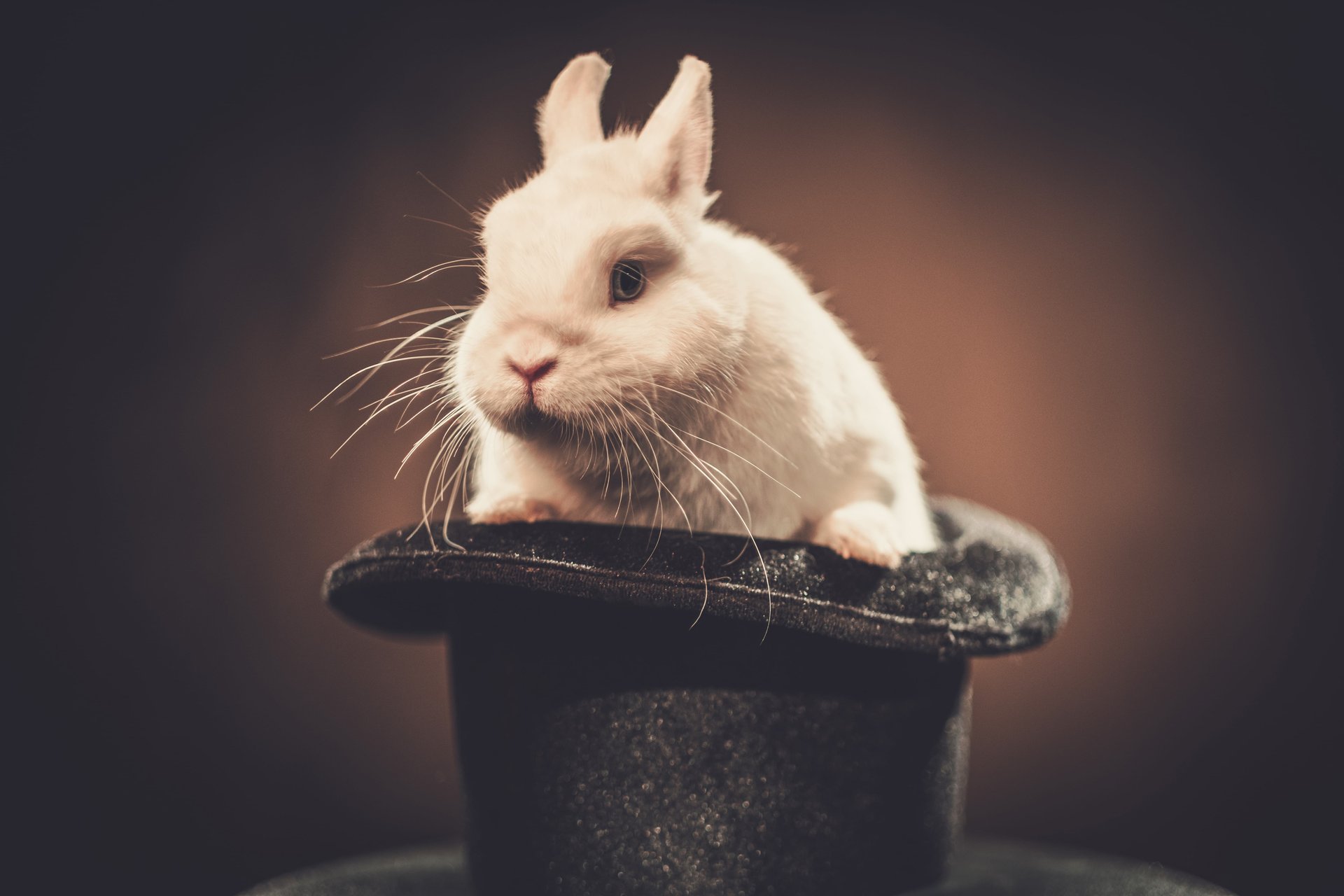 rabbit hat sitemaps article